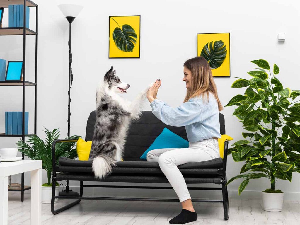 Domotica para mascotas